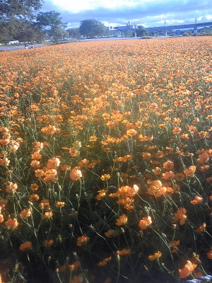 DVC00033.JPG